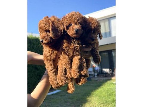 En güzel toy poodle bebeklerimiz