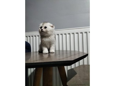 Silver shaded ve golden ny25 british shorthair yavrular