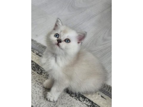 Erkek ve dişi british longhair kedim