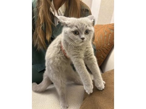 4 aylık safkan british shorthair erkek yavru