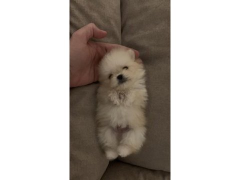 Üst kalite teddy bear pomeranian yavrular
