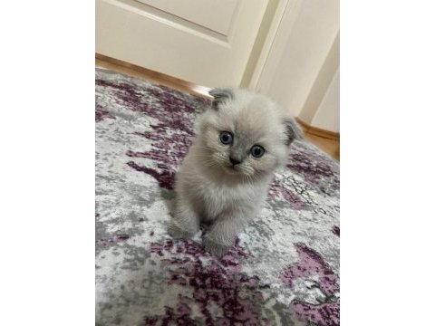 Turgutlu erkek 2 aylık scottish fold blue point