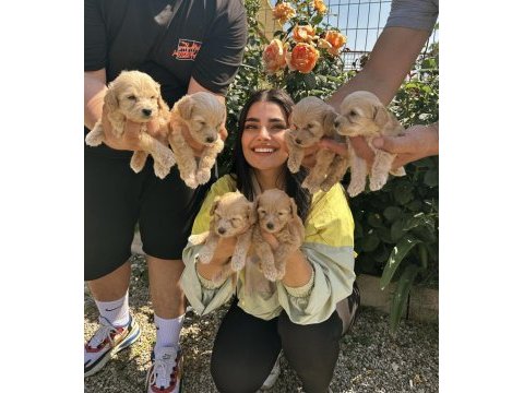 Şeker küpü maltipoo köpekler