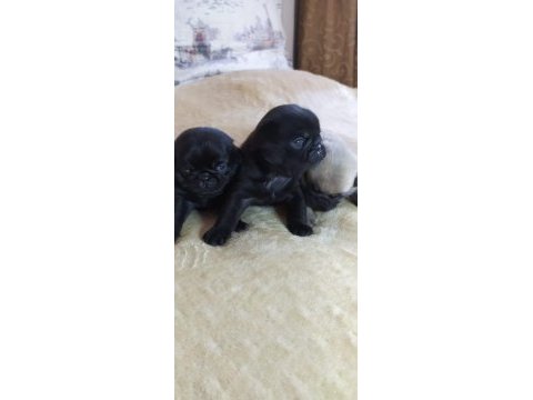 A kalitede black pug yavrularımız