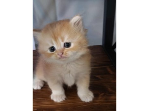 Show kalite ny12 british longhair