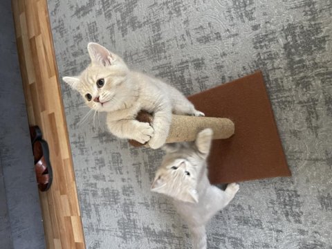 3 aylık british shorthair yavru