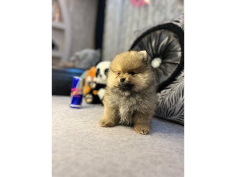 Teacup pomeranian boo