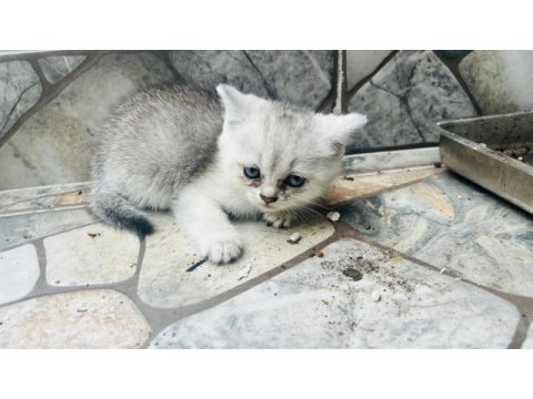 Kedimiz zumamizi sahiplendiriyoruz