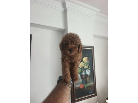 Toy poodle köpeği yavrularımız