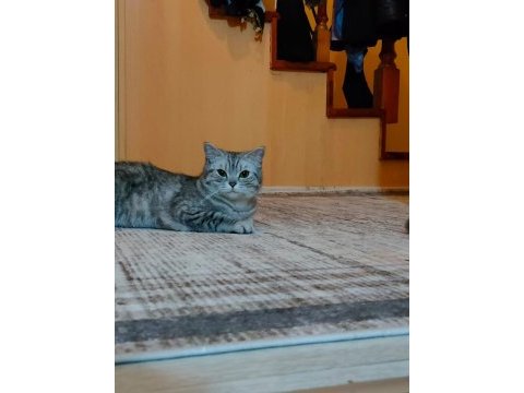 British shorthair 18 aylık