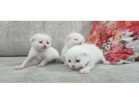 2 aylık yavru scottish fold