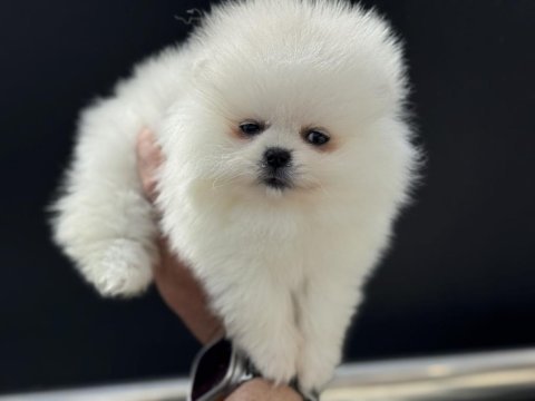 Show kalite pomeranian boo yavrularımız