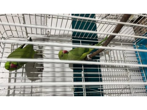 Pakistan papağanı çift