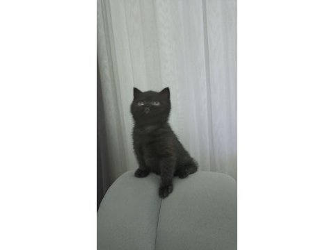 Uyguna kakao bebek british shorthair