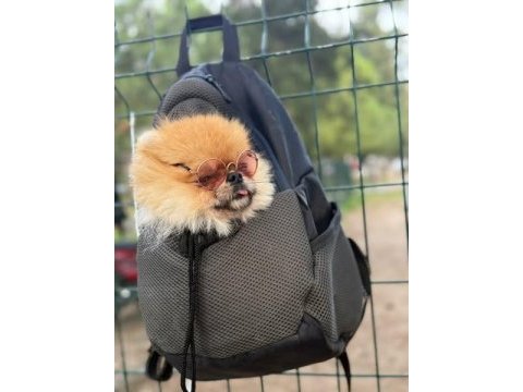 Yetişkin pomeranian boo gülen yüz 1.800 kilo