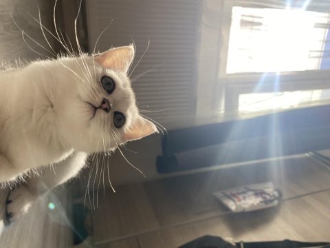 Sliver yavru british shorthair kedim