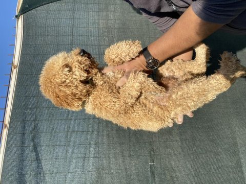1,5 yaş erkek toy poodle