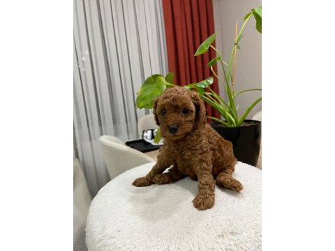 Red brown toy poodle yavru bebekler (2 mayıs doğumlu)