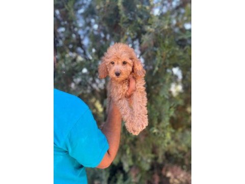 Orijinal maltipoo yavrular randevu alarak bakabilirsiniz