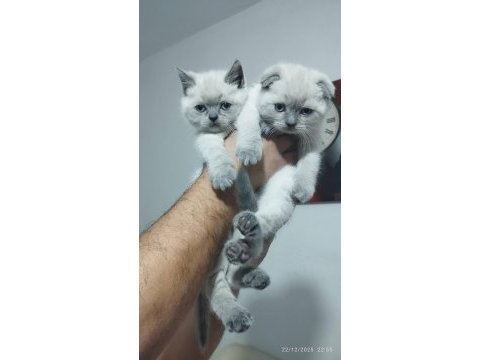 Blue point british shorthair yavrular