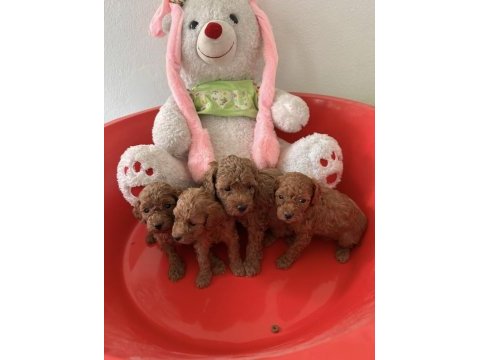 Dünyalar tatlısı küçük ırk poodle yavrular