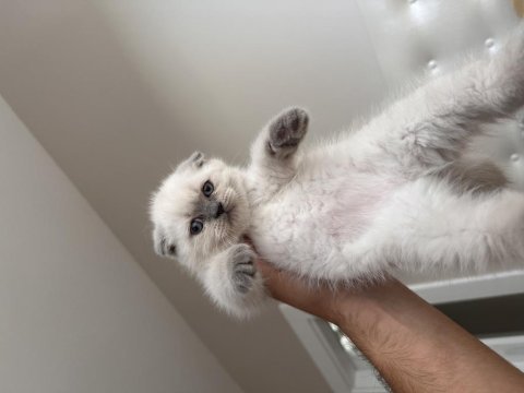 Dişi scottish fold