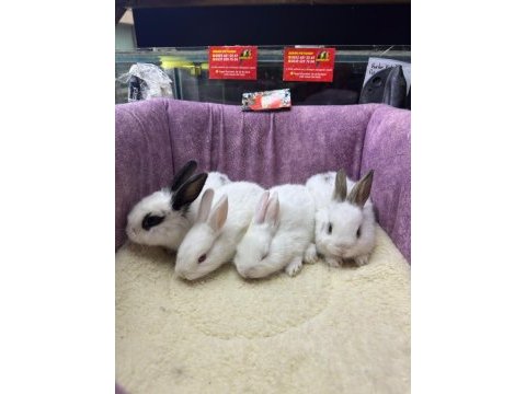 Cüce netherland dwarf tavşanlarımız