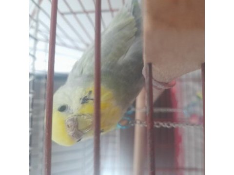 Erzurum muhabbet kuşu