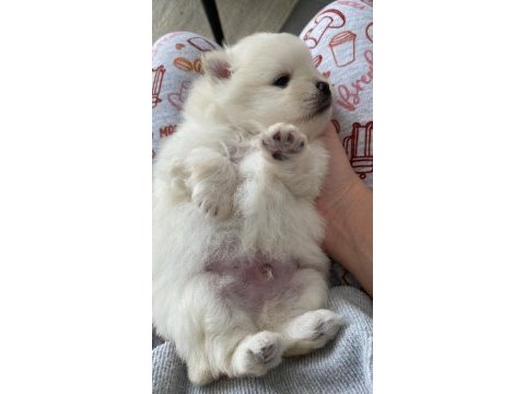 A kalite pomeranian yavruları