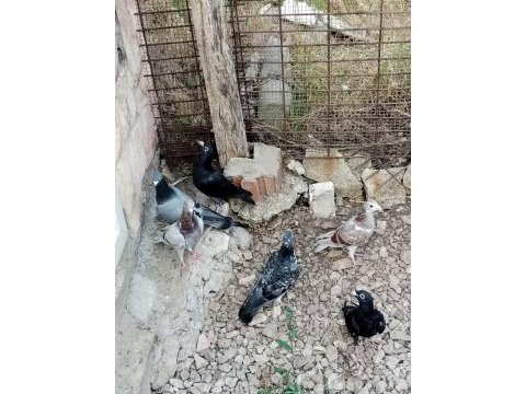 Sekiz adet renkli posta sağlıklı