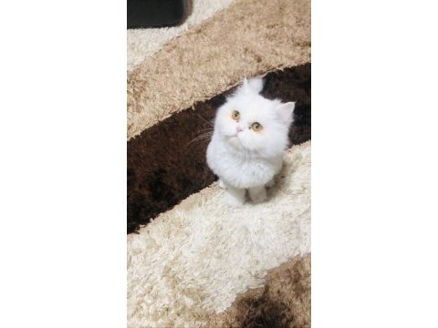 Doll face iran kedimiz