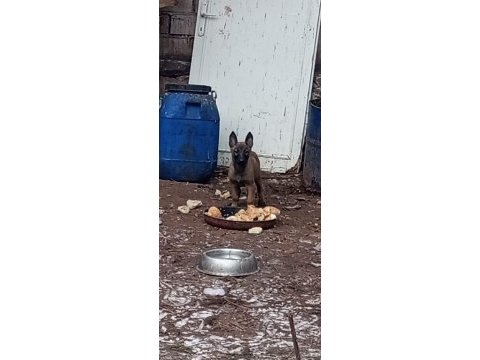 Belgian malinois ve hollanda dutc yavrular
