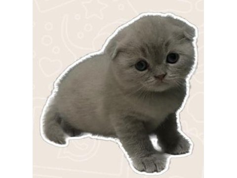 Lilac 2 aylık scottish fold