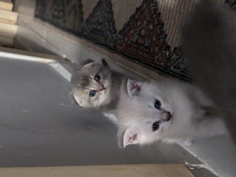 İzmir scottish fold british shorthair hemen teslim