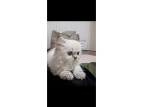British longhair kardeşler