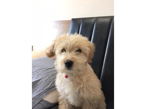 Maltipoo acil sahiplendirme