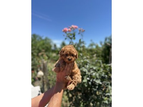 Aşılı çiş eğitimli orjinal toy poodle bebekler 