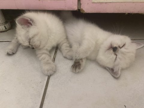 Yavru british shorthair