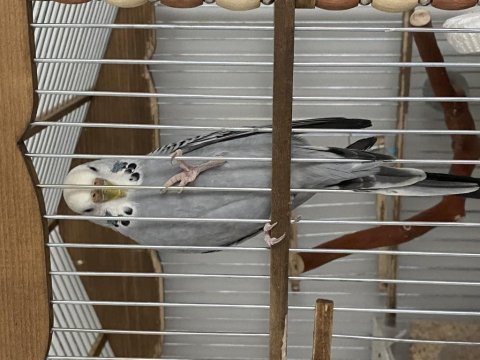 Dişi kartal muhabbet kuşum yeni yuvasını arıyor