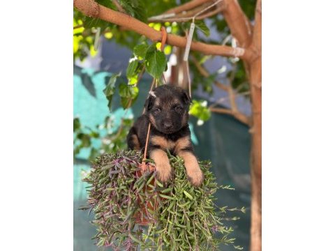 A kalite ırk ve sağlık garantili alman kurdu bebekler
