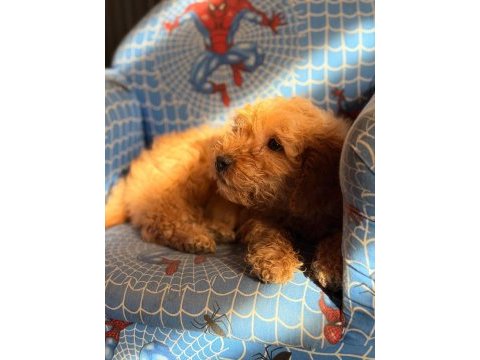 2 buçuk aylık dişi maltipoo bebek