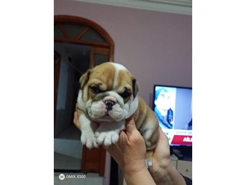 %100 ırk garantili ingiliz bulldog yavruları