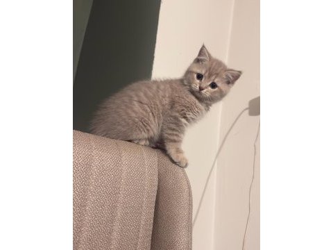 British shorthair 3 aylık erkek