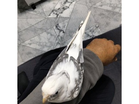 7 aylık erkek sultan papağanı