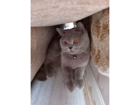 8 aylık british shorthair dişi tuvalet eğitimi vardır