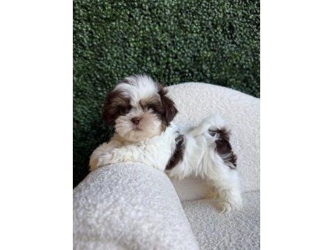 Mükemmel kalite shih tzu uygun isteyene