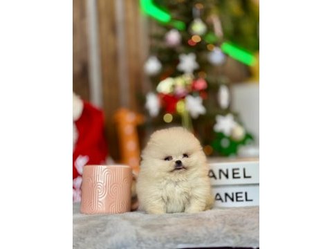 Pomeranian boo yavrular