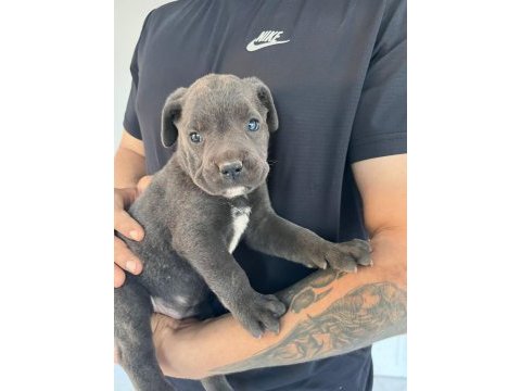 Minik cane corso devler yeni ailelerini bekliyor