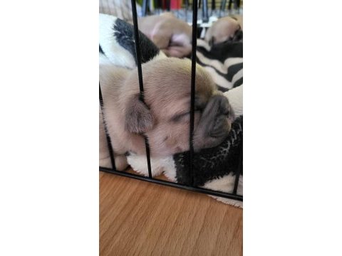 Yavru french bulldoglar sıfır kuyruk