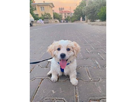 Maltese terrier yavru 3 aylık